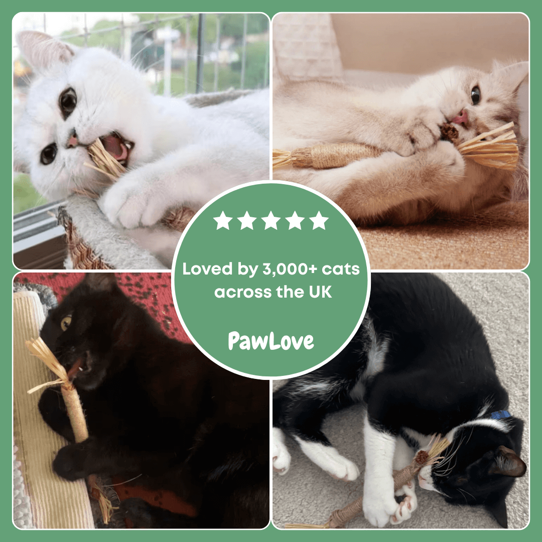 PawLove™ - Kitty Dental Chew Stick No end of fun!