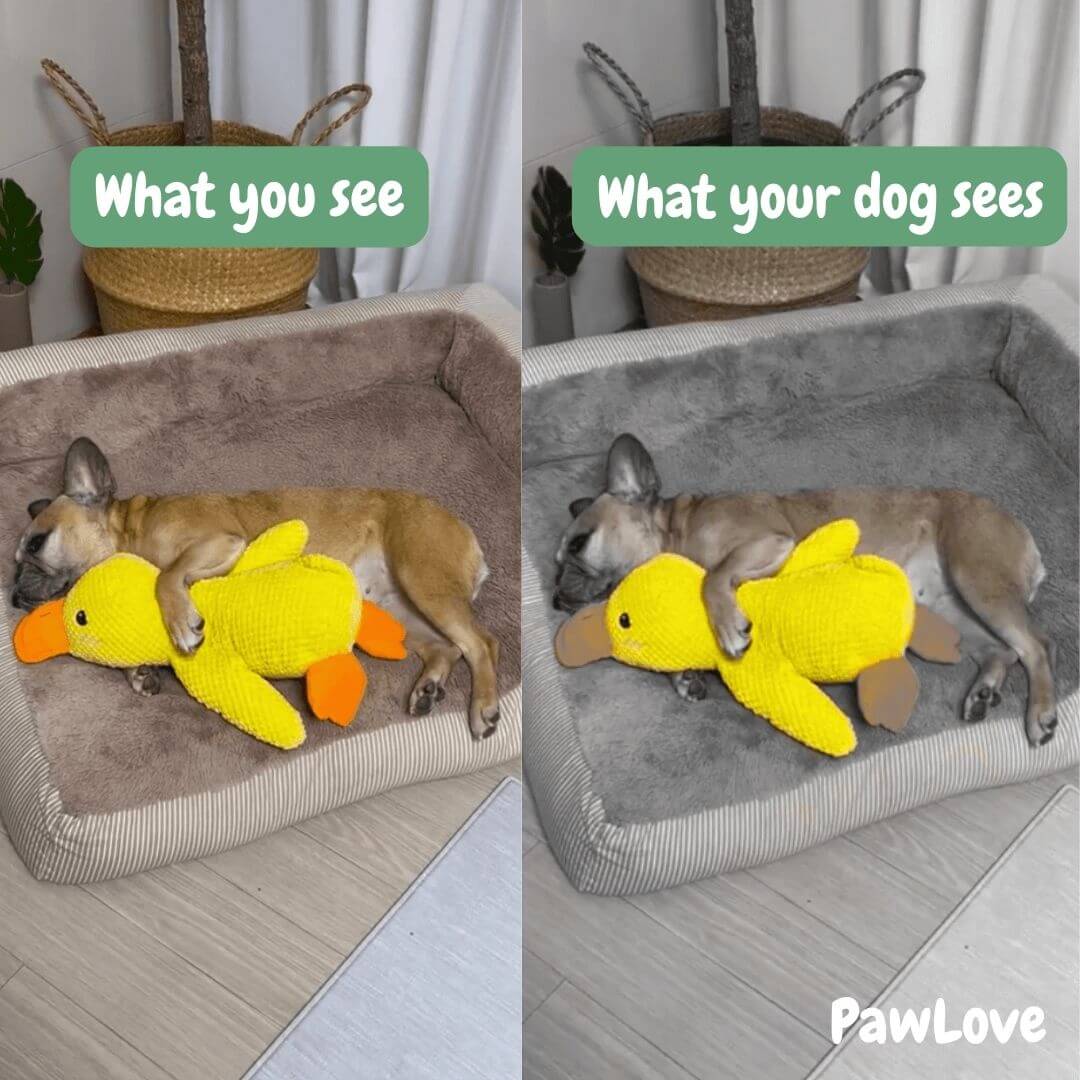 Paw Love™ - Calming Duck