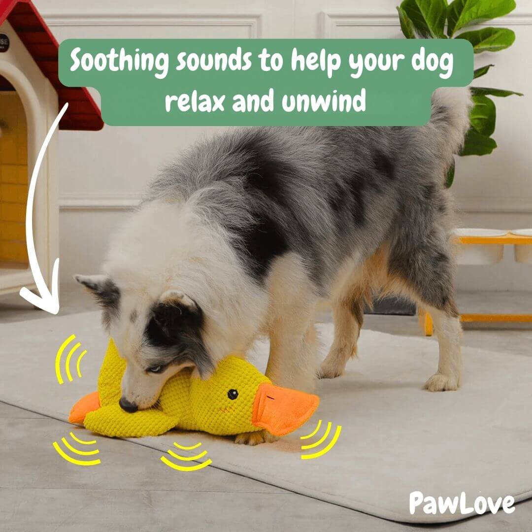Paw Love™ - Calming Duck