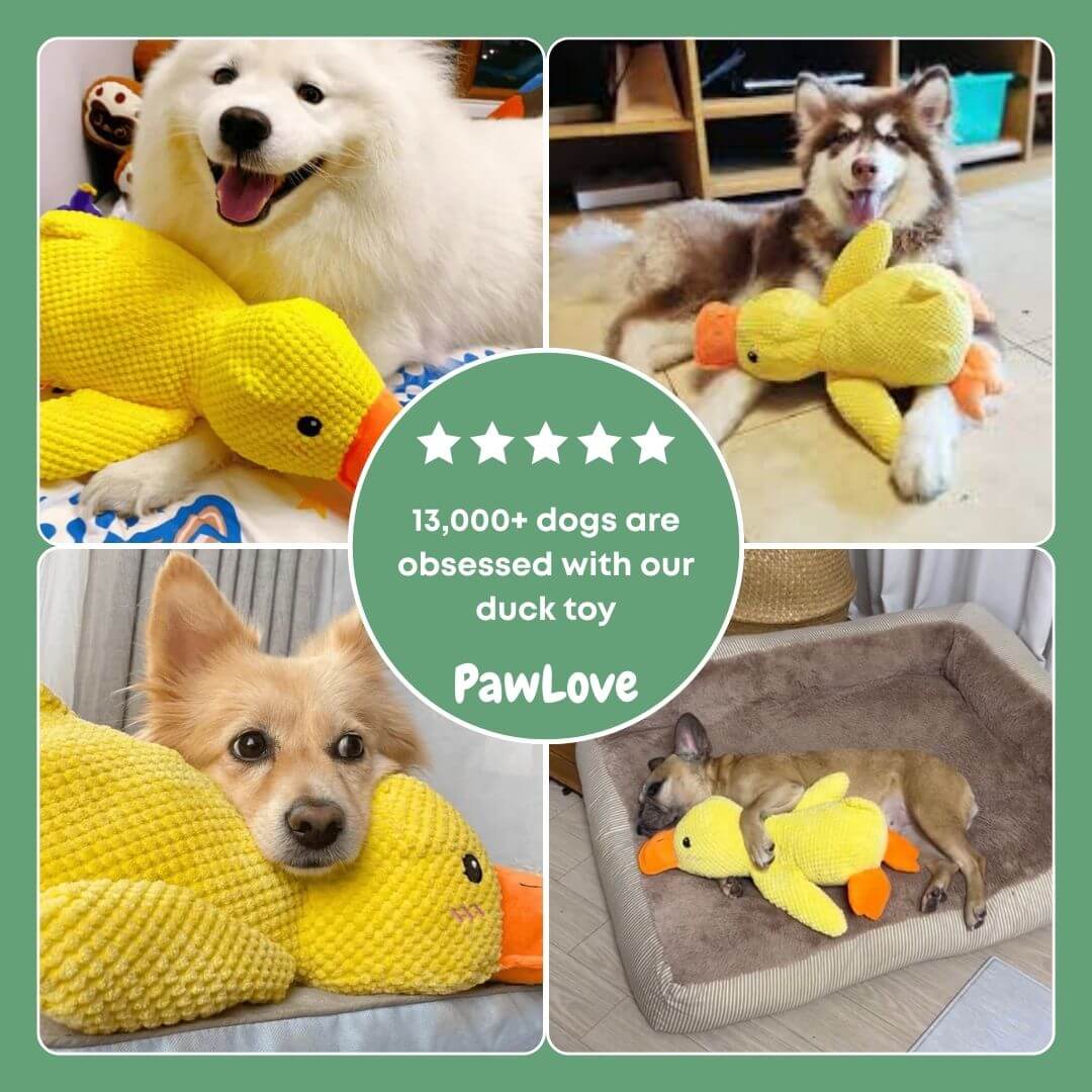 Paw Love™ - Calming Duck