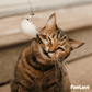 PawLove™ - Interactive Bird Simulation