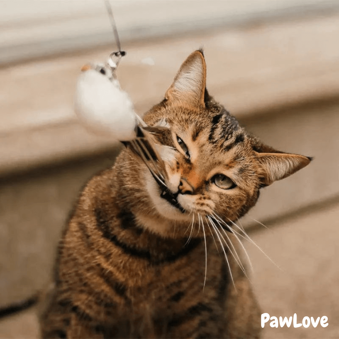 PawLove™ - Interactive Bird Simulation