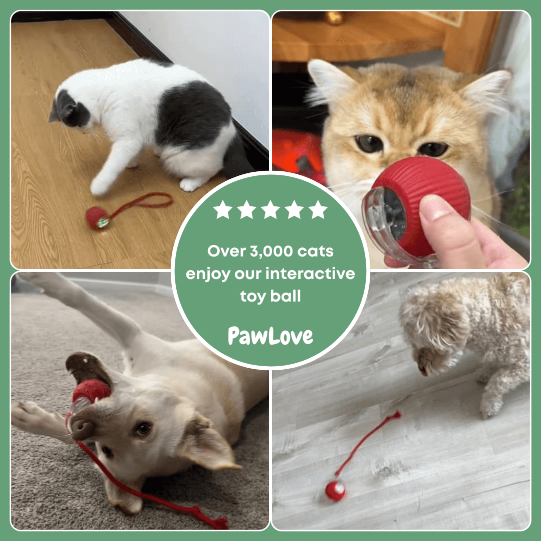 PawLove™ - Interactive cat ball