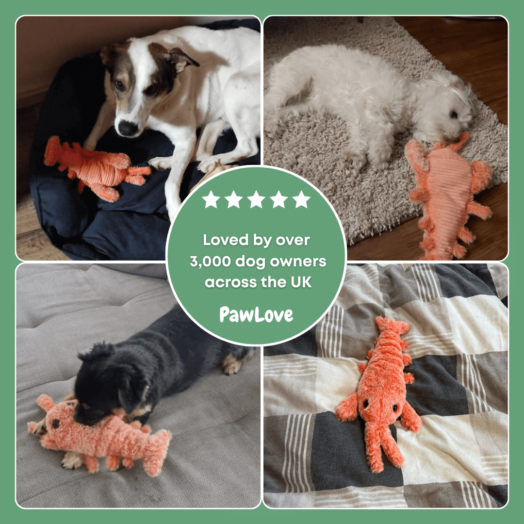 PawLove™ - Floppy Lobster