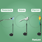PawLove™ - Interactive Bird Simulation