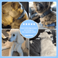 SweetPaws - Natural tick and flea protection collar