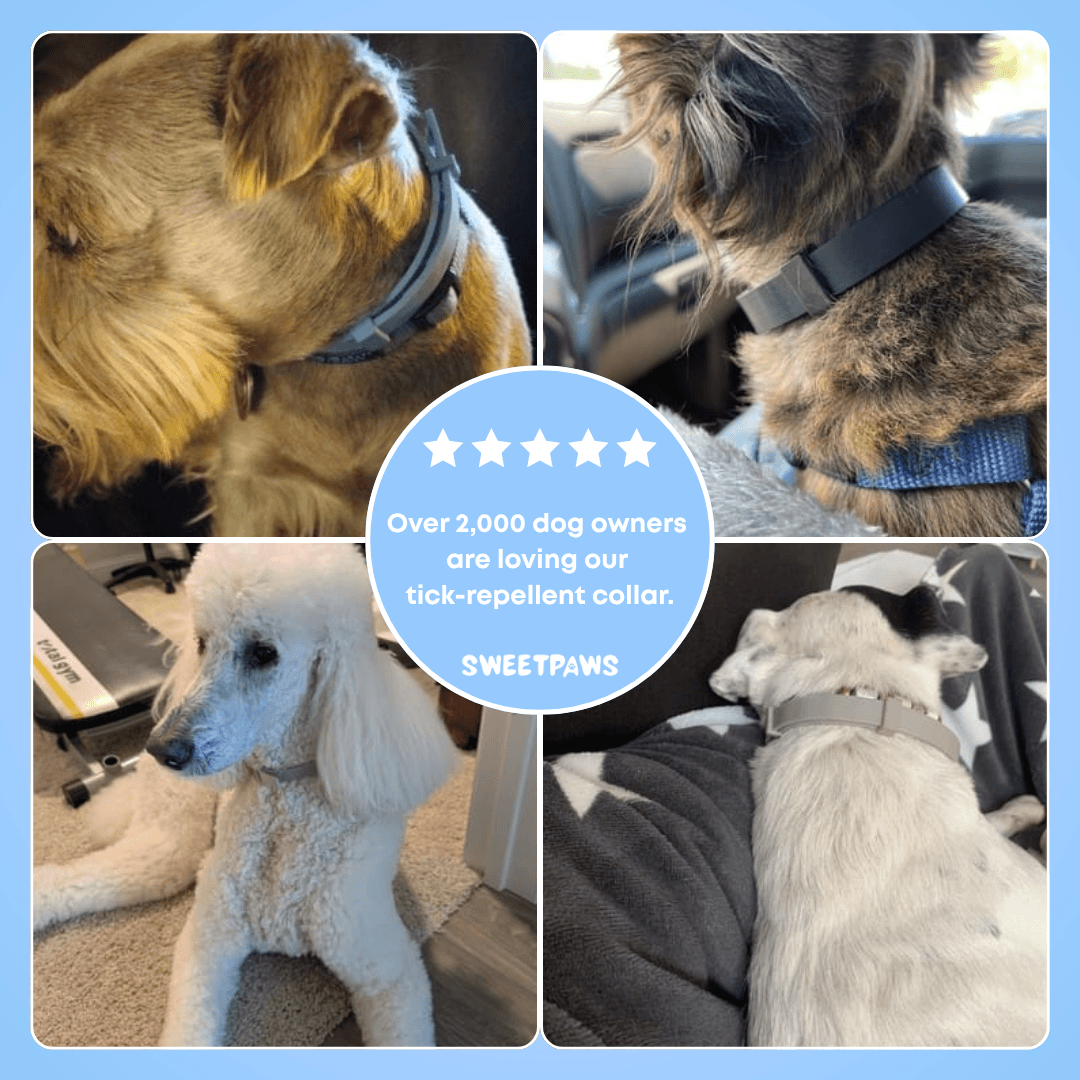 SweetPaws - Natural tick and flea protection collar