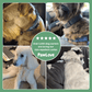 PawLove™ - Natural tick and flea protection collar