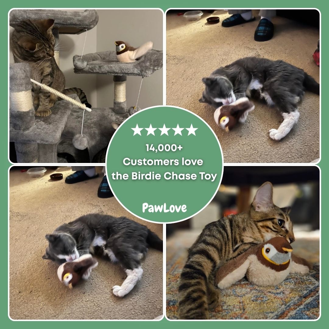 PawLove™ - Birdie Chase Toy