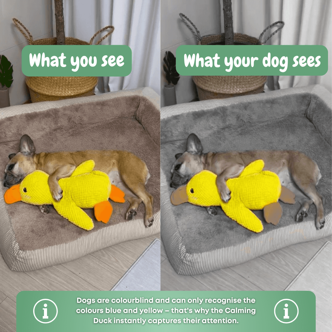 Paw Love™ - Calming Duck